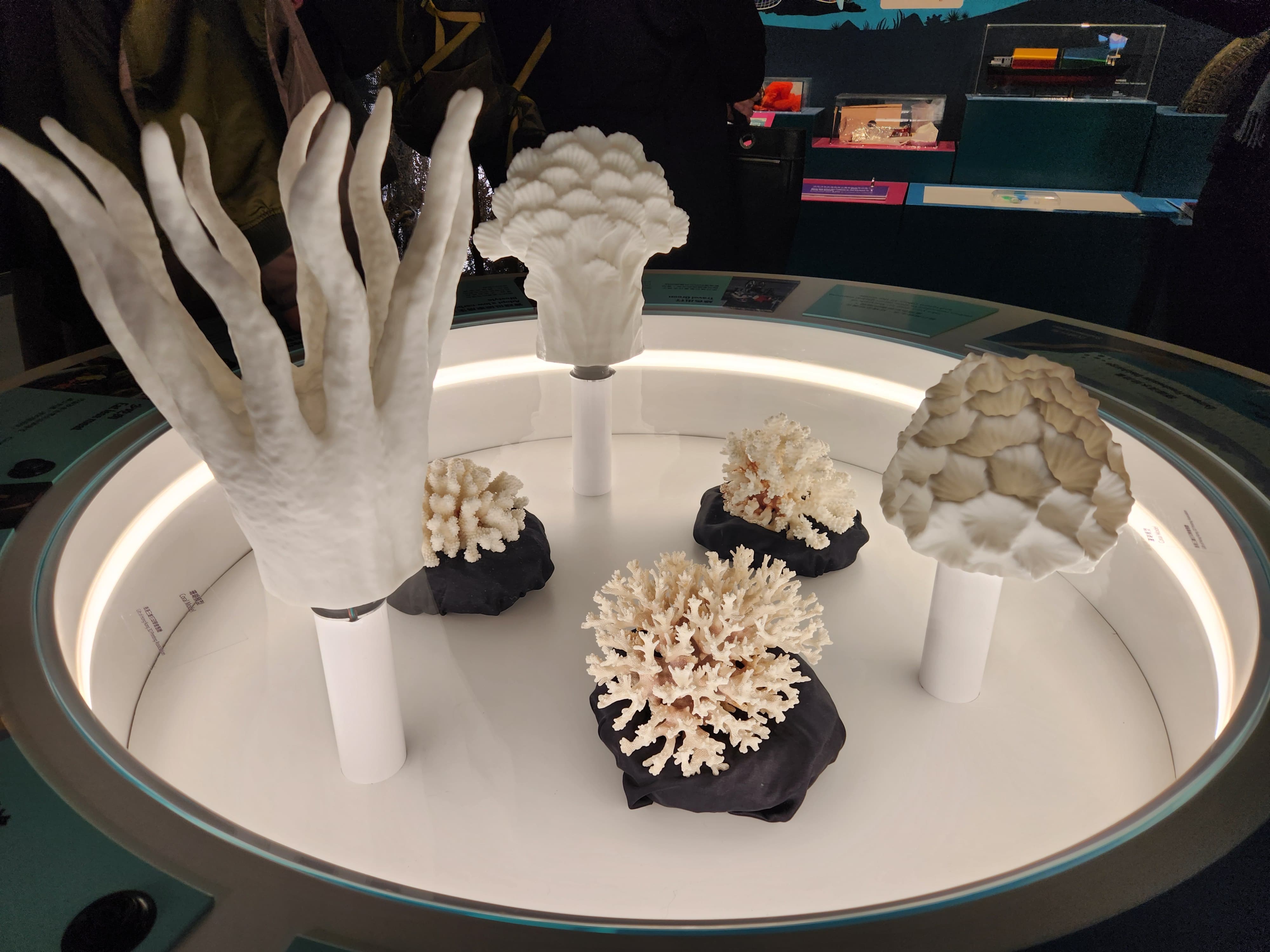 WhatsApp Image 2025-02-26 at 17.05.33.jpeg