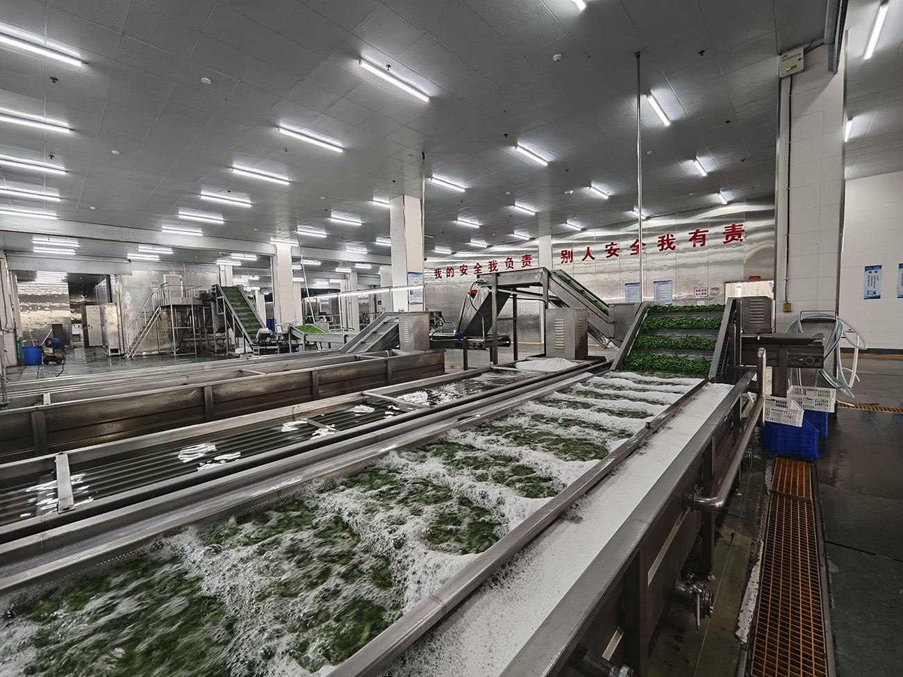 圖3：如皋市中皋農(nóng)產(chǎn)品科技發(fā)展有限公司已建成2條速凍蔬菜和1條速凍玉米全自動生產(chǎn)線。.jpg