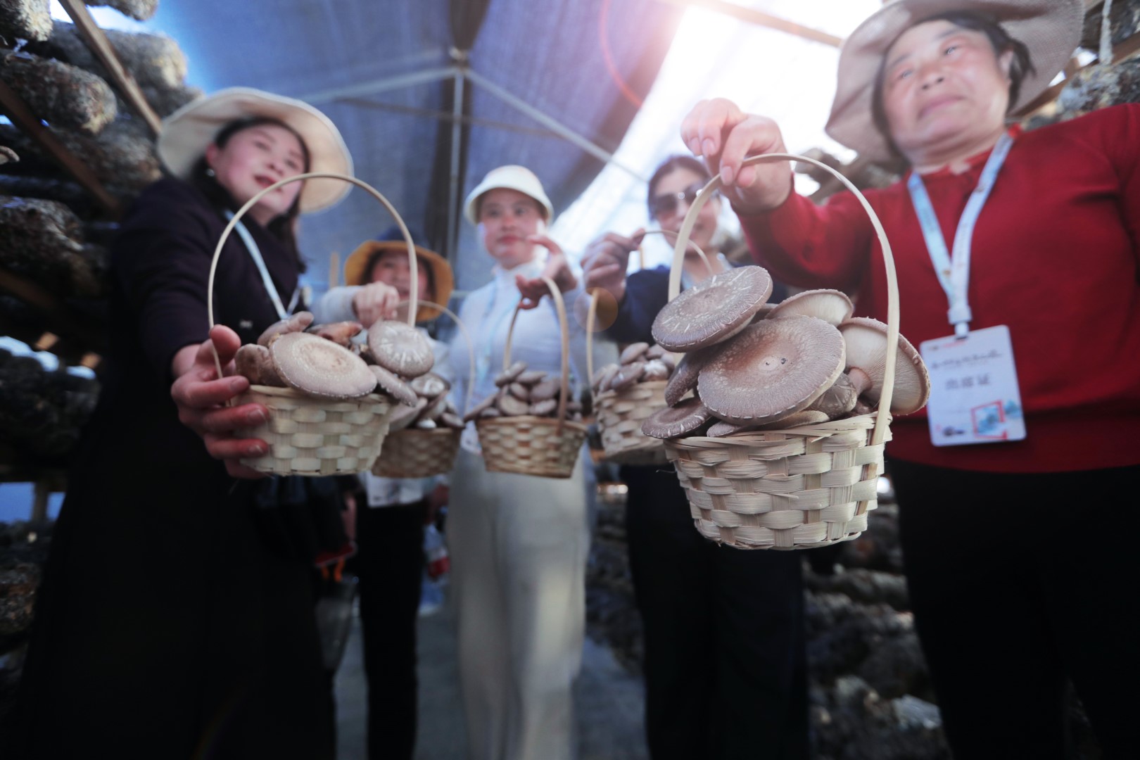 香菇採摘體驗.JPG