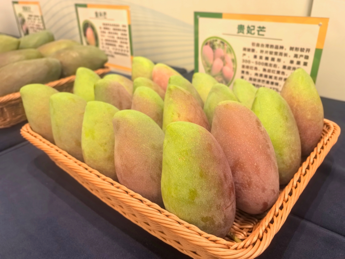 4、百色芒果.jpg