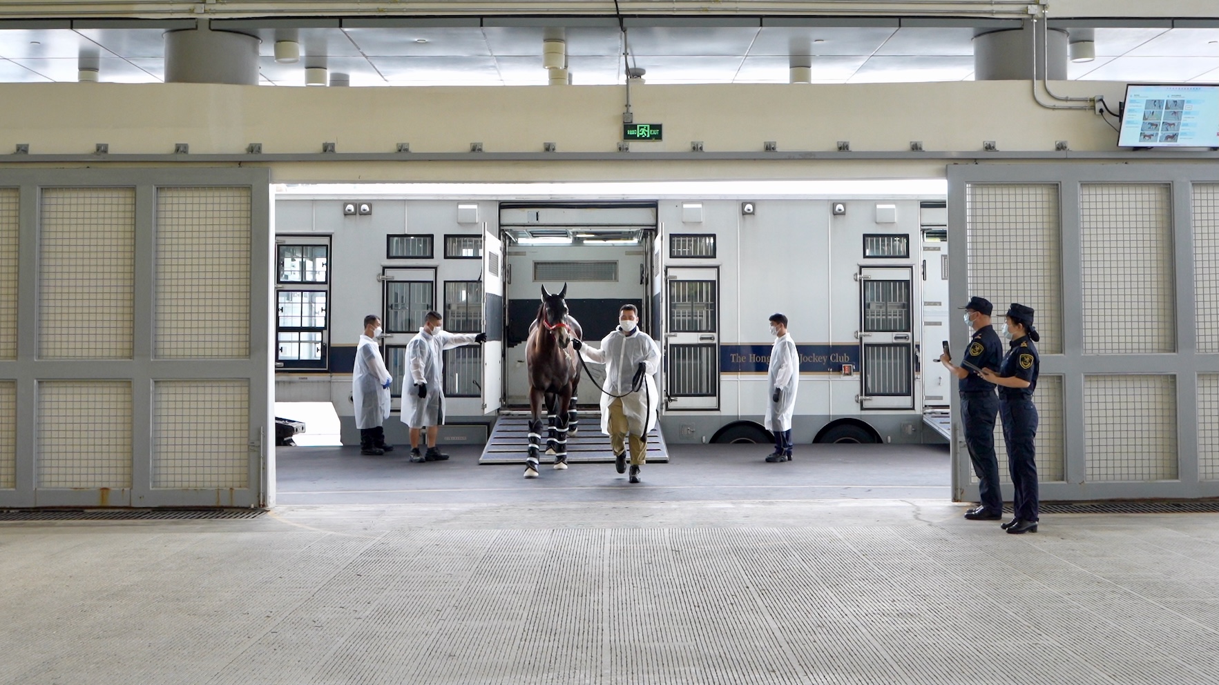 圖為：香港賽馬會(huì)運(yùn)送粵港跨境馬匹的車輛?？亢ｊP(guān)監(jiān)管查驗(yàn)平臺(tái)，廣州海關(guān)所屬從化海關(guān)關(guān)員對(duì)進(jìn)境馬匹進(jìn)行監(jiān)管（韓建全 攝）.jpg