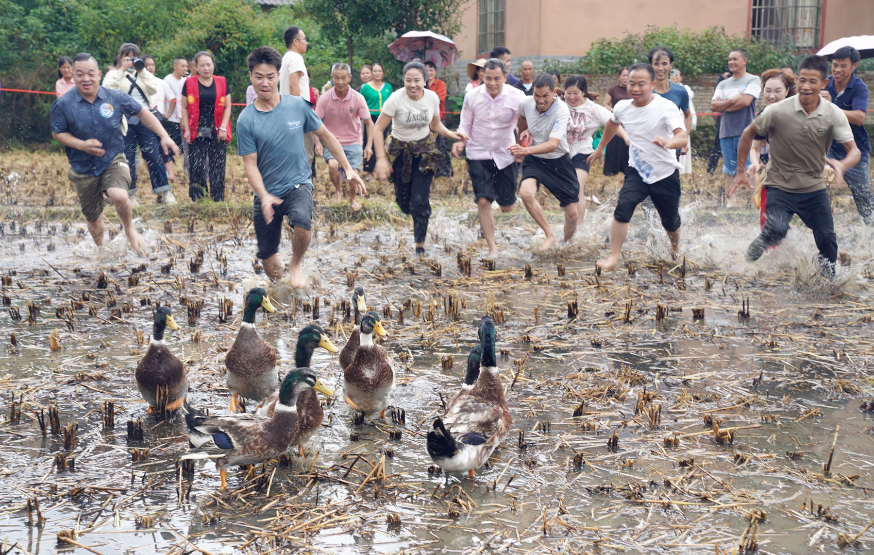 圖四:圖為抓鴨子活動現(xiàn)場 賀州市融媒體中心供圖.JPG